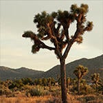 Joshua Tree