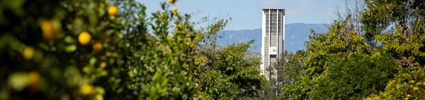 Bell tower behind citrus trees