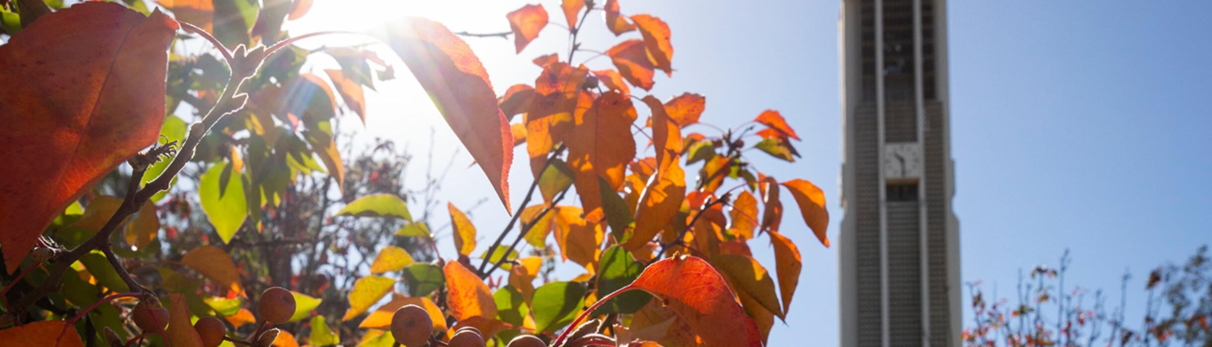 campus fall image